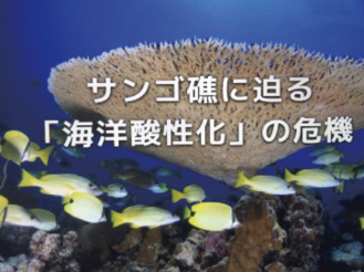 サンゴ礁に迫る「海洋酸性化」の危機